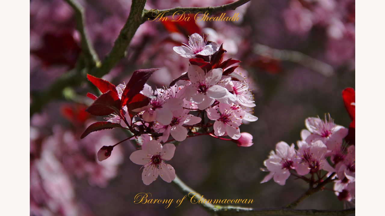 Cherry blossom, The romantic Barony of Clanmacowan Galway in the heart of Ireland, Imbas Forosnai, An Dà Shealladh, 예수의 아내와 가족, 낭만적인 사랑, 맥오완 클랜, 아일랜드